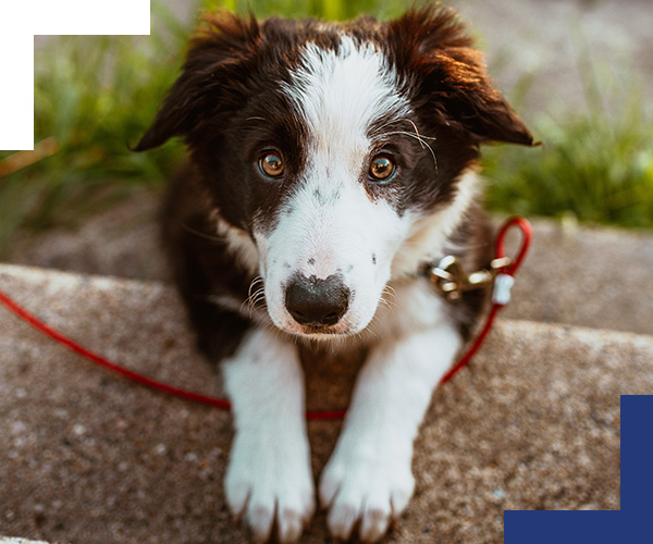 Assicurazione  cani e gatti Leggi l’articolo di Vittoria Assicurazioni Cuneo Europa