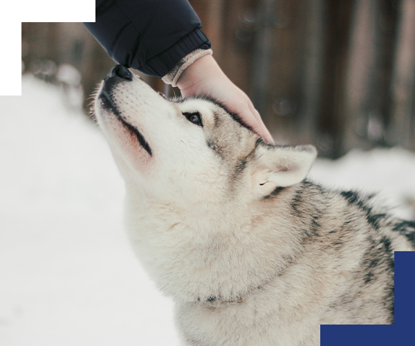 assicurazione caso di animali vittoria assicurazioni cuneo europa