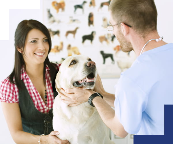 Vittoria Con Te Animali Domestici Vittoria Assicurazioni